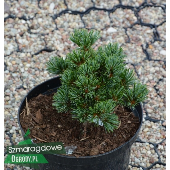 Sosna drobnokwiatowa - HAGOROMO - Pinus parviflora