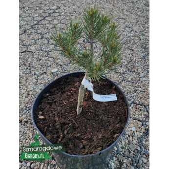 Sosna jednoigielna - THE BRAD - Pinus monophylla
