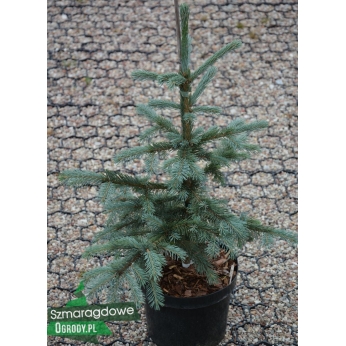Świerk engelmanna - BLUE MAGOO - Picea engelmannii