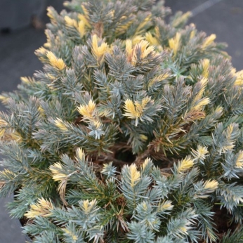 Jałowiec łuskowaty - FLOREANT - Juniperus squamata
