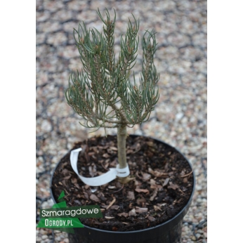 Sosna jednoigielna - WIGGLES - Pinus monophylla