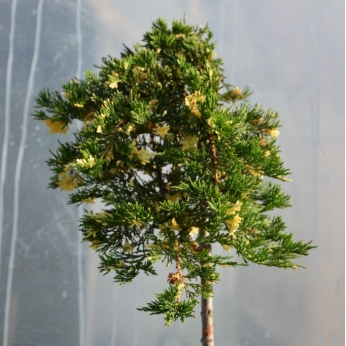 Jałowiec płożący - VILLA MARIE - szczepiony na pniu 100cm - Juniperus horizontalis