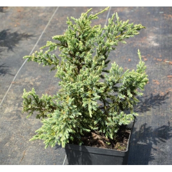 Jałowiec łuskowaty - HOLGER - Juniperus squamata