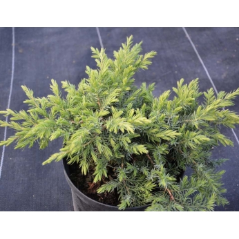 Jałowiec nadbrzeżny - SCHLAGER - Juniperus conferta