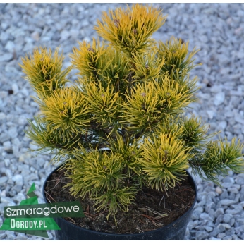 Sosna górska - CARSTEN  - Pinus mugo
