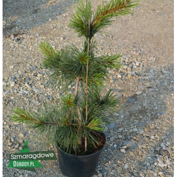 Sosna meksykańska - Pinus ayacahuite