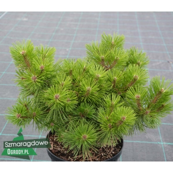 Sosna gęstokwiatowa - JANE KLUIS - Pinus densiflora