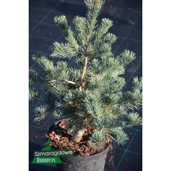 Sosna drobnokwiatowa - SCHOON'S BONSAI - Pinus parviflora