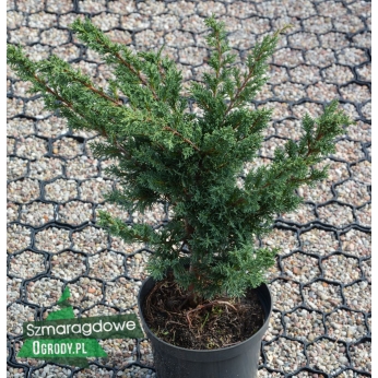 Jałowiec chiński - BLAAUW - Juniperus chinensis