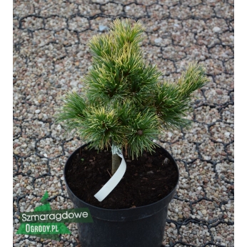 Sosna drobnokwiatowa - GOLDILOCKS - Pinus parviflora
