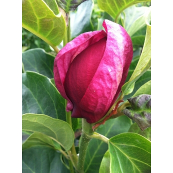 Magnolia pośrednia - GENIE ® - Magnolia Soulangea 