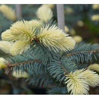 Świerk kłujący- BIAŁOBOK - Picea pungens