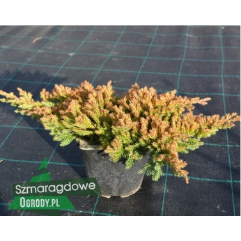 Jałowiec rozesłany - KISHIOGIMA  - Juniperus procumbens 