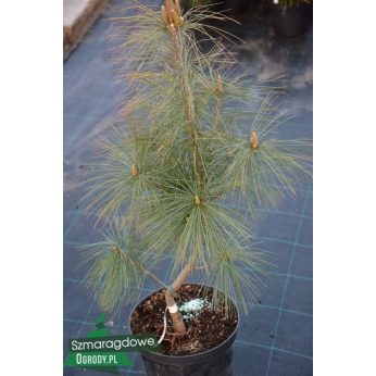 Sosna Schwerina  - Pinus x schwerinii