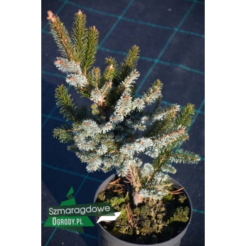 Świerk dwubarwny (Picea bicolor)