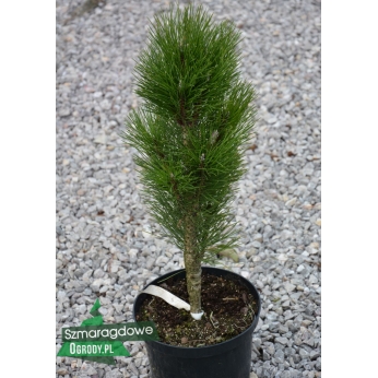 Sosna czarna - ZIMMER - Pinus nigra
