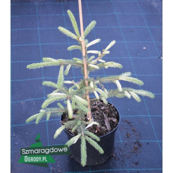 Świerk biały - DENT - Picea glauca