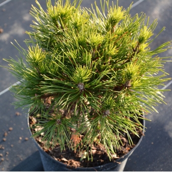 Sosna górska - kosodrzewina - VARELLA - Pinus mugo 