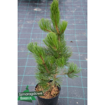 Sosna bośniacka - SATELLIT - Pinus leucodermis