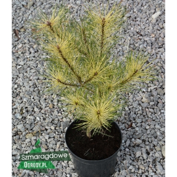 Sosna gęstokwiatowa - GOLDEN GHOST - Pinus densiflora 