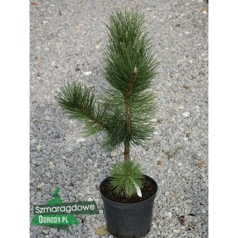 Sosna czarna - GEANT DE SUISSE - Pinus nigra
