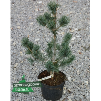 Sosna drobnokwiatowa - GREEN MONKEY - Pinus parviflora