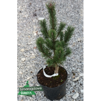 Sosna górska - PAL MALETER - Pinus mugo