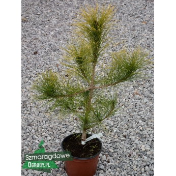 Sosna gęstokwiatowa - AUREA  - Pinus densiflora 