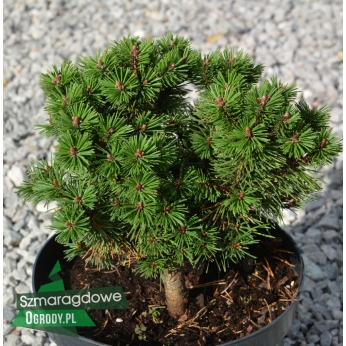 Sosna hakowata (kosodrzewina)  - PARADEKISSEN - Pinus mugo subsp. uncinata