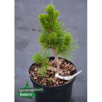 Sosna wydmowa - WILLOW CREEK - Pinus contorta