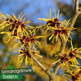 Oczar wirginijski - Hamamelis virginiana