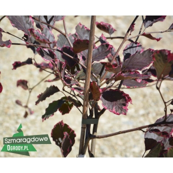 Buk pospolity - PURPUREA TRICOLOR - Fagus sylvatica 