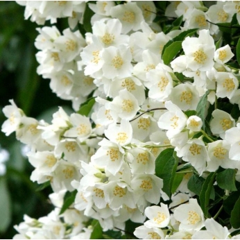 Jaśminowiec wonny - Philadelphus coronarius