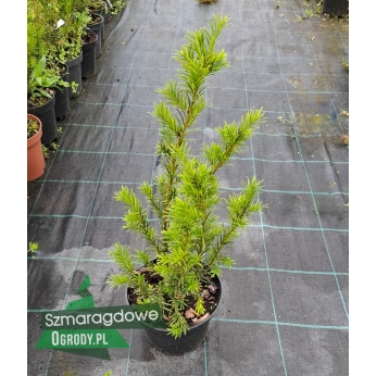 Cis pośredni - DENSIFORMIS - Taxus media