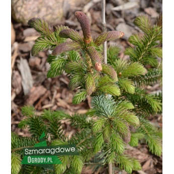 Świerk serbski - ROTER AUSTRIEB - Picea omorika