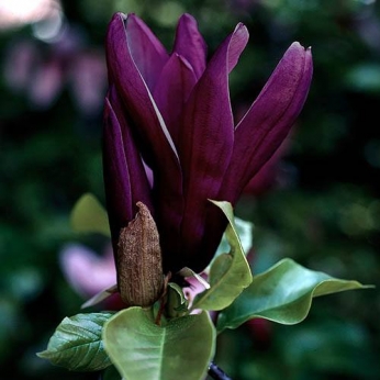 Magnolia brooklińska - BLACK BEAUTY - Magnolia ×brooklynensis