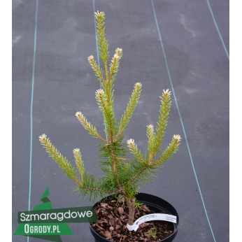 Sosna wydmowa - VANC BILA - Pinus contorta