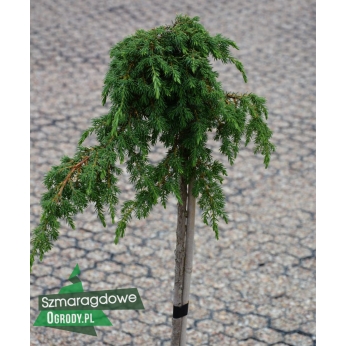 Jałowiec pospolity - CORIELAGAN - szczepiony na pniu 100-120cm - Juniperus pfitzeriana