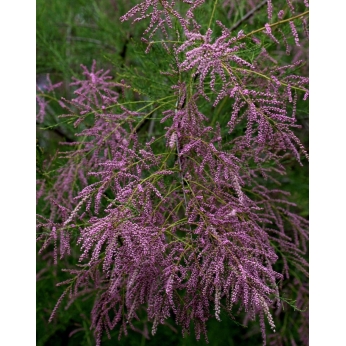 Tamaryszek pięciopręcikowy - PINK CASCADE - Tamarix ramosissima