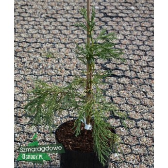 Mamutowiec olbrzymi (sekwoja ) - PENDULUM -  Sequoiadendron giganteum 