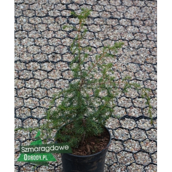 Jałowiec pospolity - OBOLONGA PENDULA - Juniperus communis