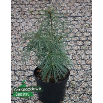 Sosna himalajska - NANA - Pinus Wallichiana ( P. griffithii)
