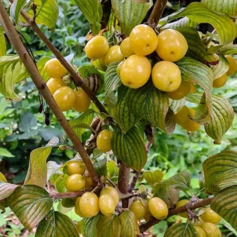 Dereń jadalny - JANTARNYJ - Cornus mas