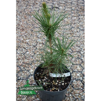 Sosna thunberga - Pinus thunbergii