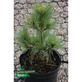 Sosna wejmutka - CONNECTICUT SLATE - Pinus strobus