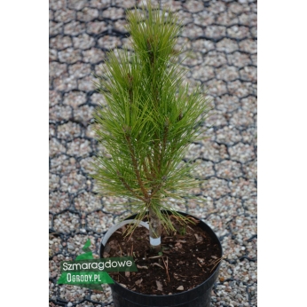 Sosna gęstokwiatowa - FASTIGIATA  - Pinus densiflora