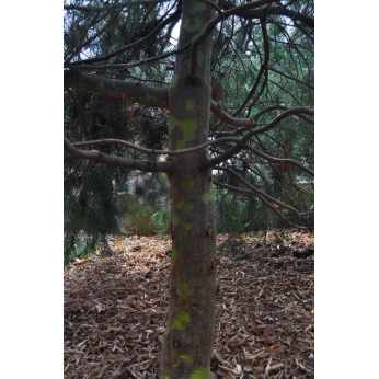 Sosna plamistokora - Pinus bungeana