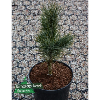 Sosna limba - PILLAR - Pinus cembra 