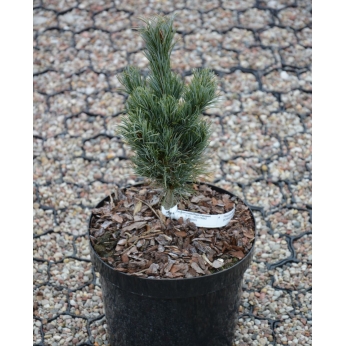 Sosna drobnokwiatowa - BONNIE BERGMAN   - Pinus parviflora  