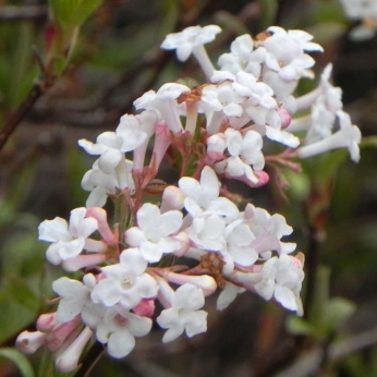 Kalina wonna - DECEMBER DWARF  - Viburnum farreri 